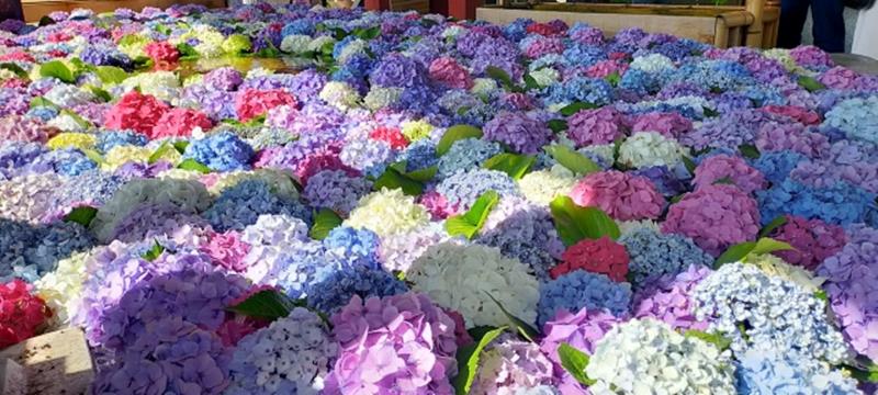 福岡県の花手水スポットか所を紹介 時期を狙ってまとめて行くのがおすすめ いつおで