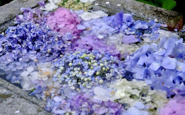 茨城県で見ることのできる 花手水一覧 いつおで