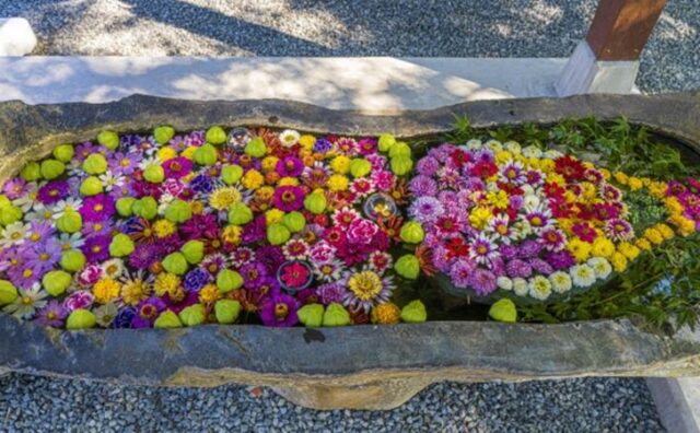 福岡県の花手水スポットか所を紹介 時期を狙ってまとめて行くのがおすすめ いつおで