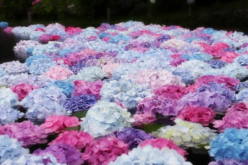 大阪府で見ることのできる 花手水一覧 いつおで