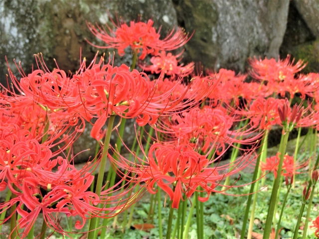 神奈川県で見ることのできる 花手水9スポットを紹介 いつおで