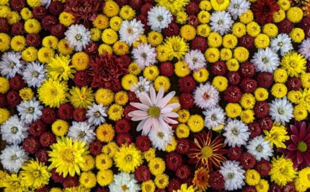 千葉県で見ることのできる 花手水一覧 いつおで