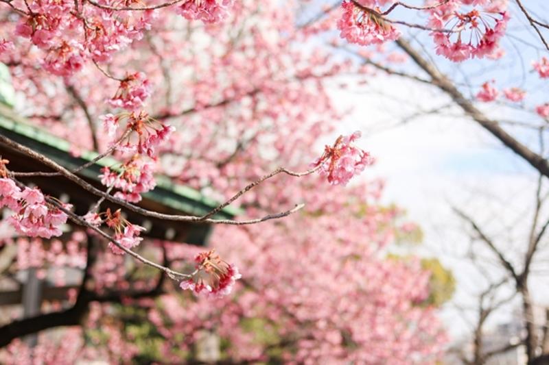さくら詣・桜参り限定御朱印のブログ画像