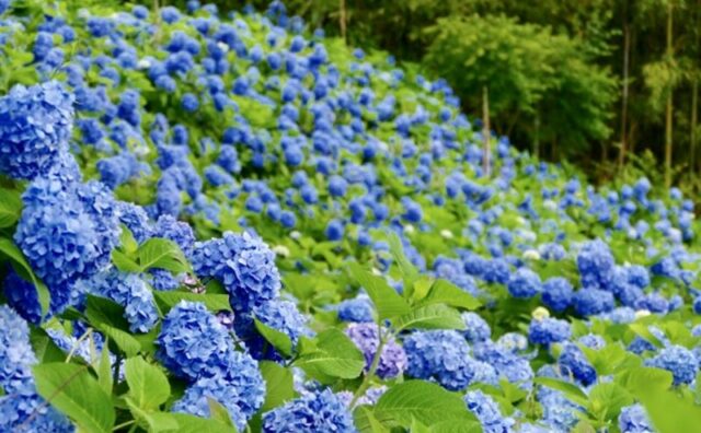 宮城県で見ることのできる 花手水一覧 いつおで