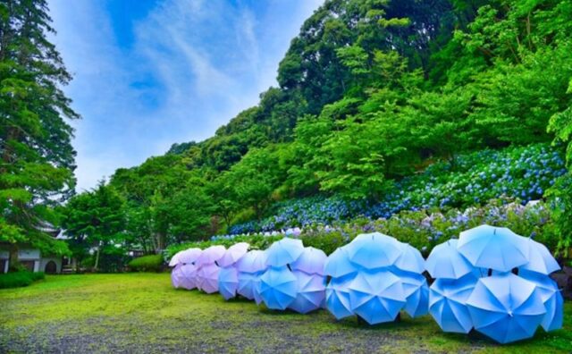 長野県で見ることのできる 花手水一覧 いつおで