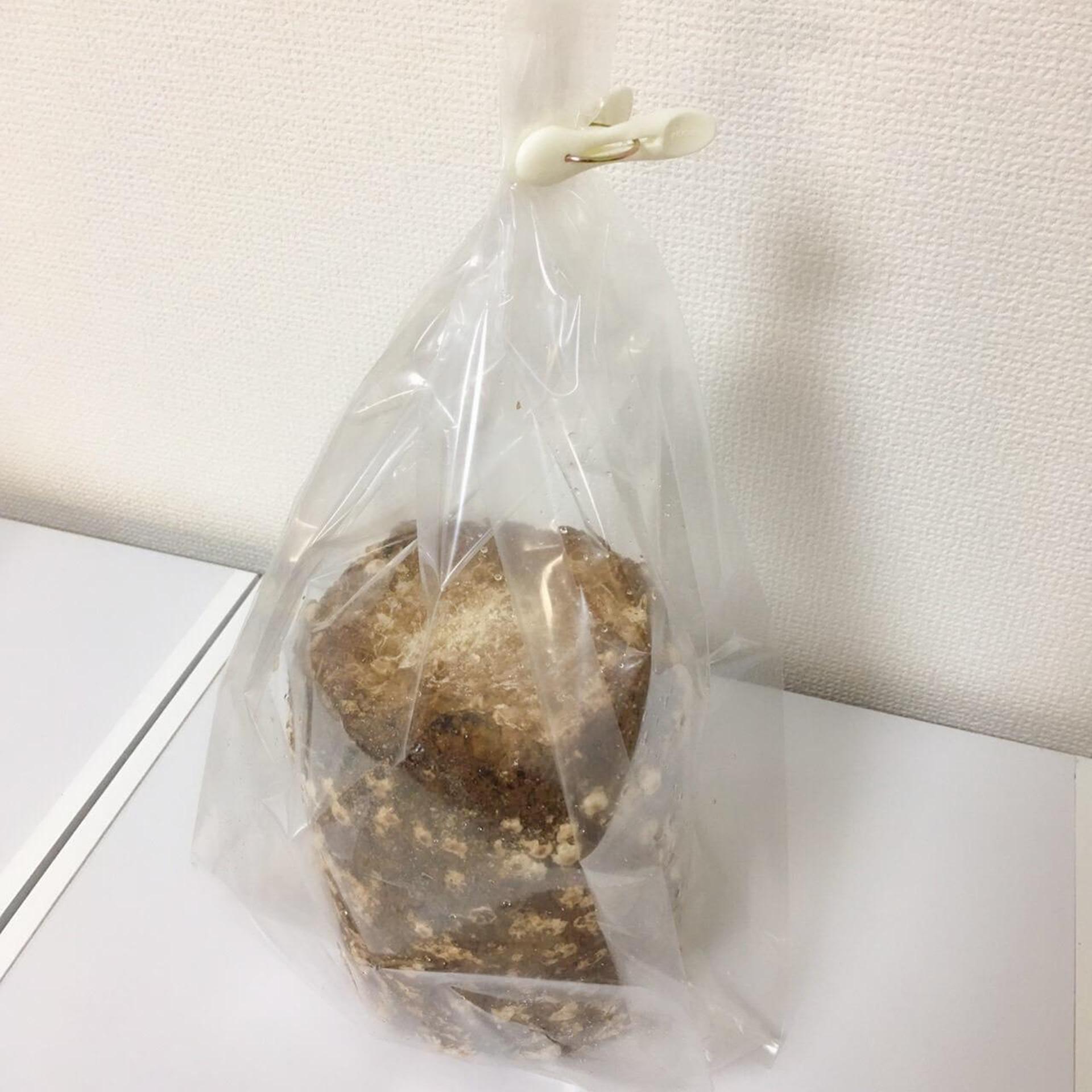 「もりのしいたけ農園」栽培記録。初心者でも100本採れました