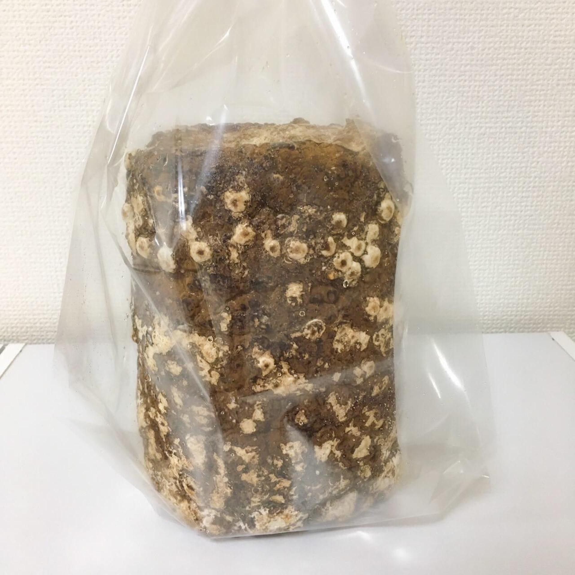 「もりのしいたけ農園」栽培記録。初心者でも100本採れました