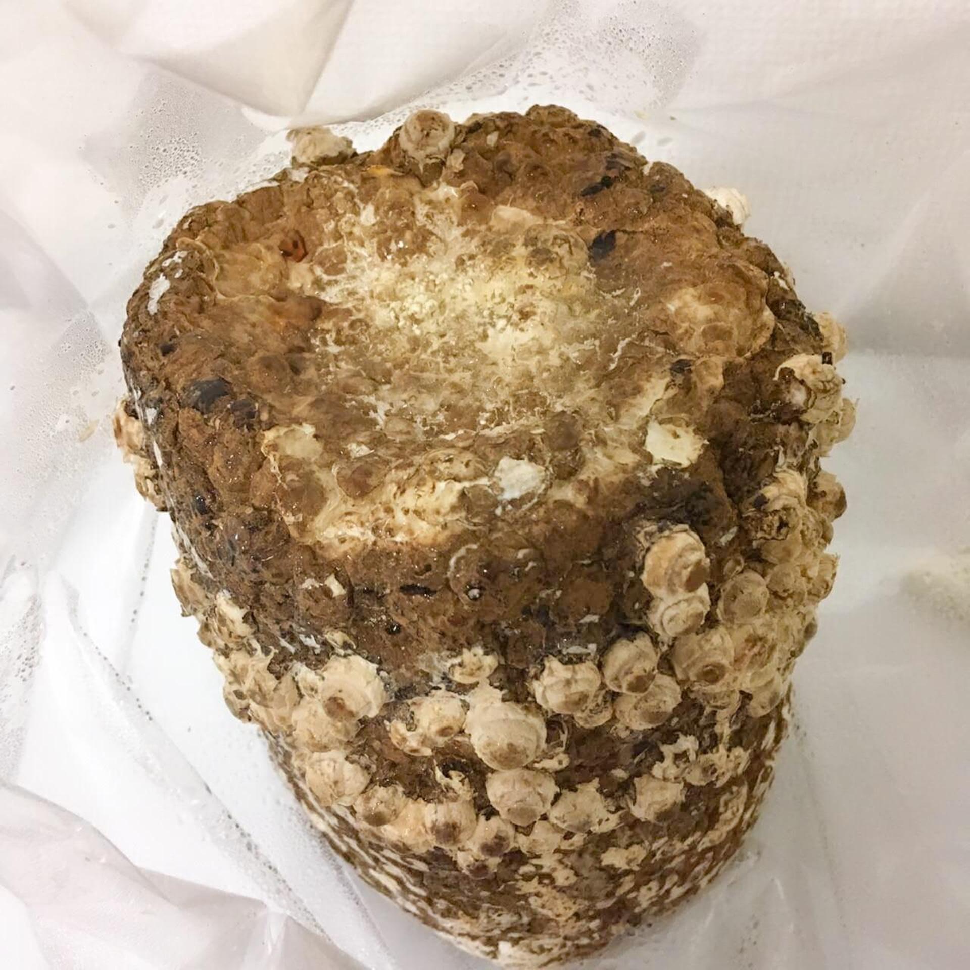 「もりのしいたけ農園」栽培記録。初心者でも100本採れました