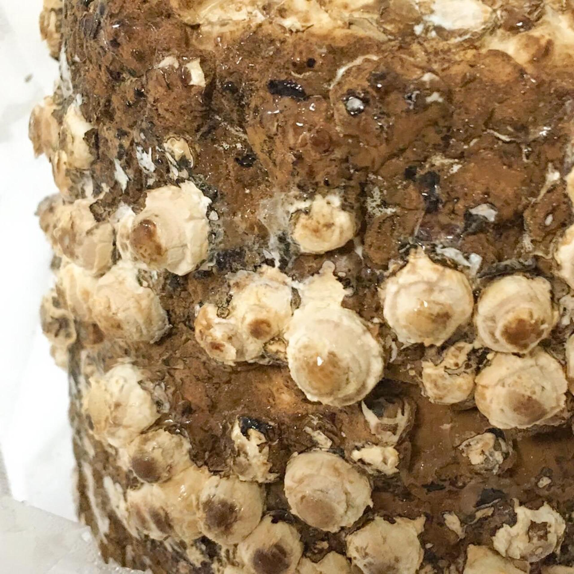 「もりのしいたけ農園」栽培記録。初心者でも100本採れました