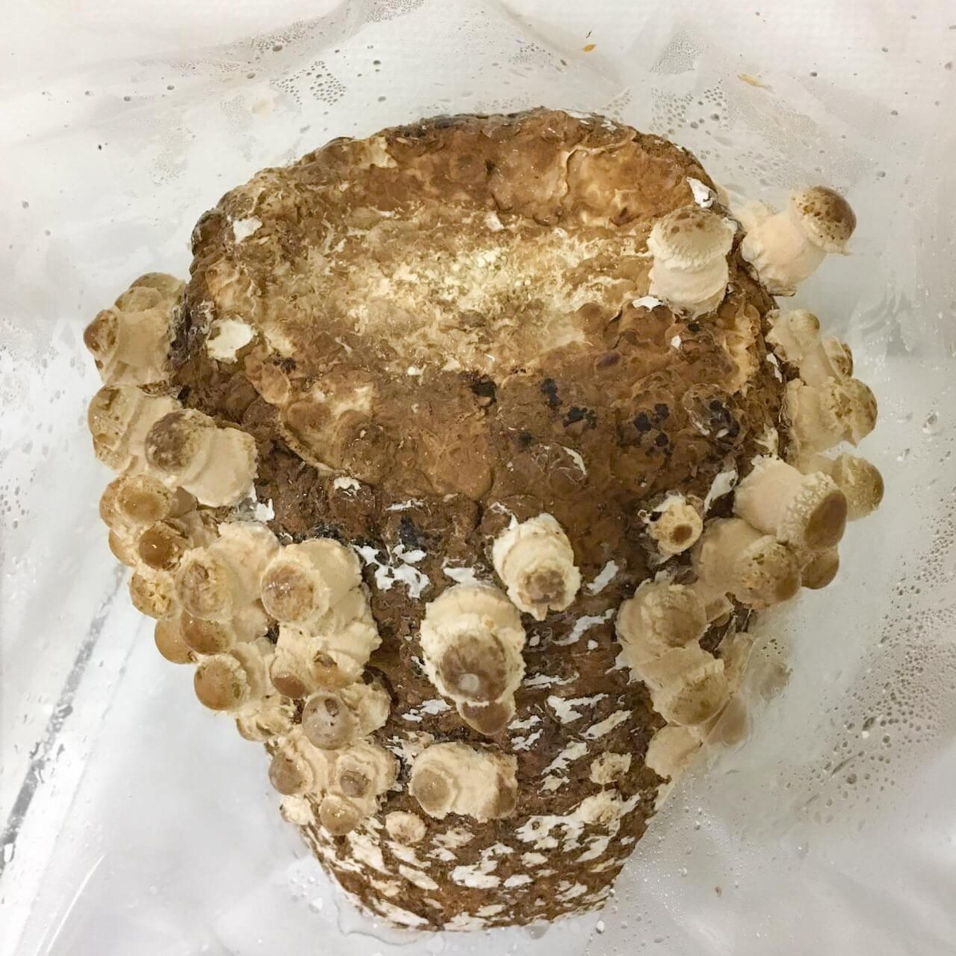 「もりのしいたけ農園」栽培記録。初心者でも100本採れました