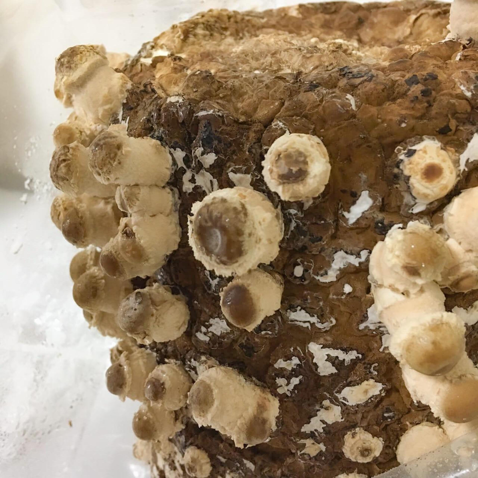 「もりのしいたけ農園」栽培記録。初心者でも100本採れました