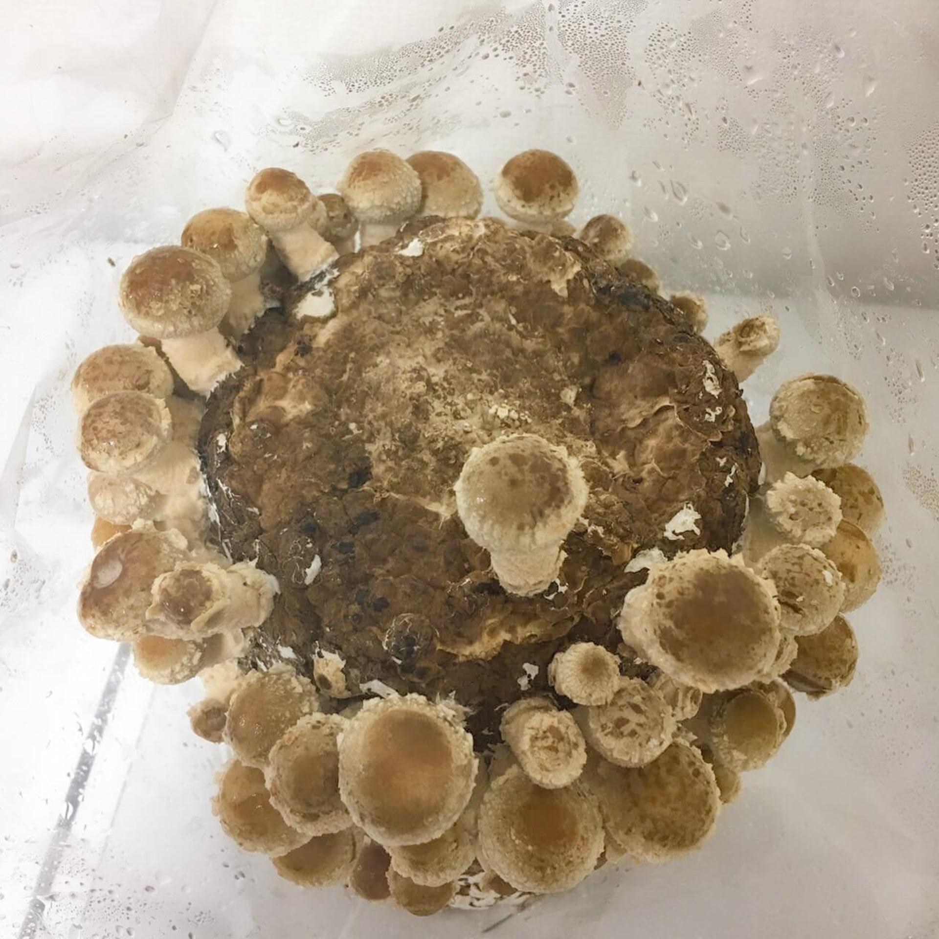 「もりのしいたけ農園」栽培記録。初心者でも100本採れました