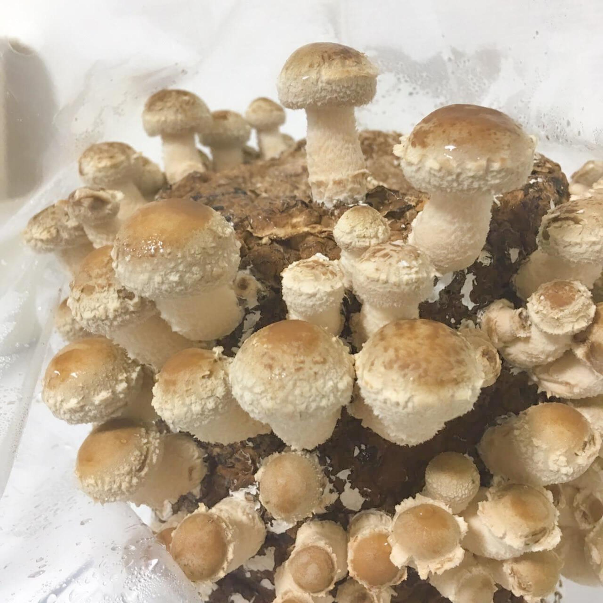 「もりのしいたけ農園」栽培記録。初心者でも100本採れました