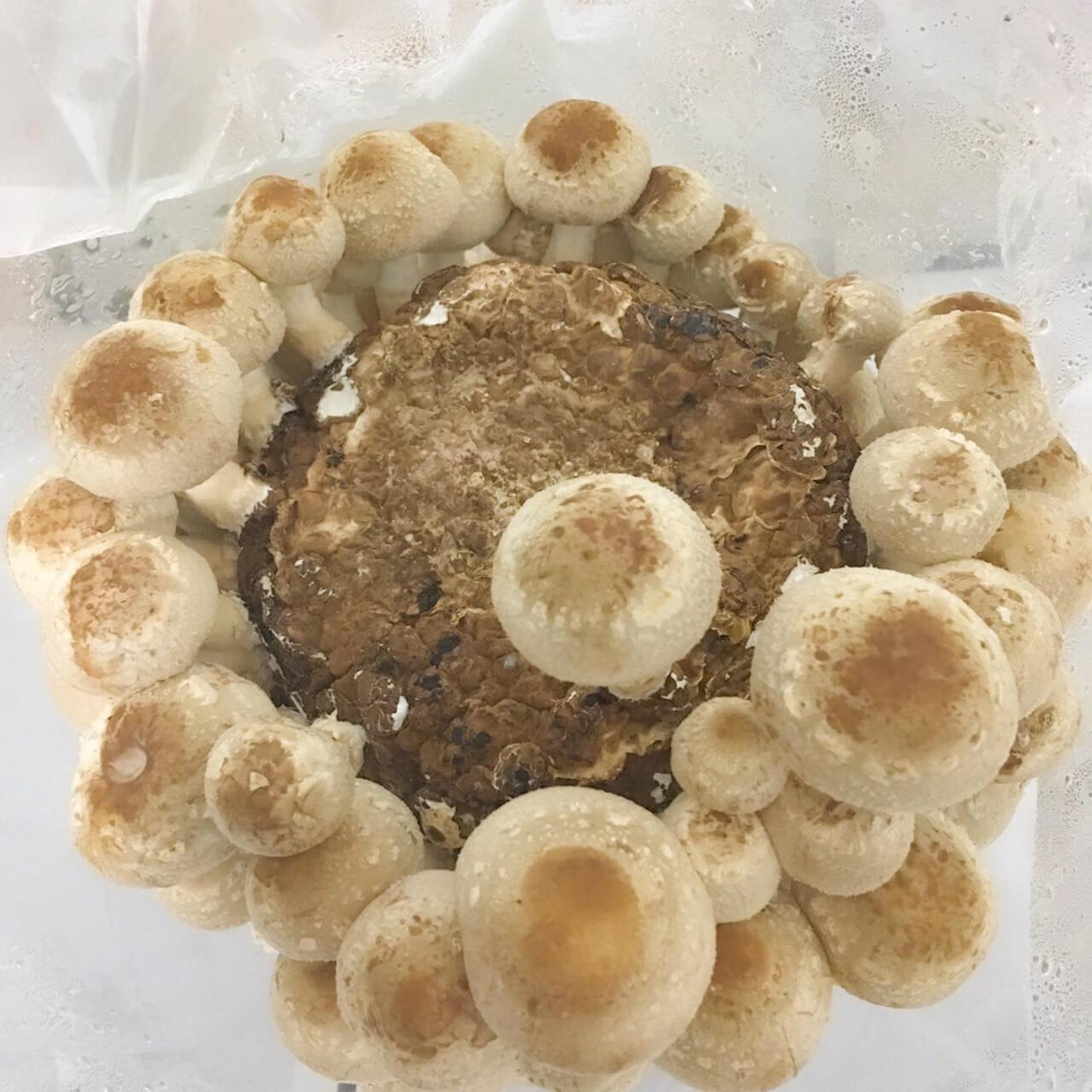 「もりのしいたけ農園」栽培記録。初心者でも100本採れました