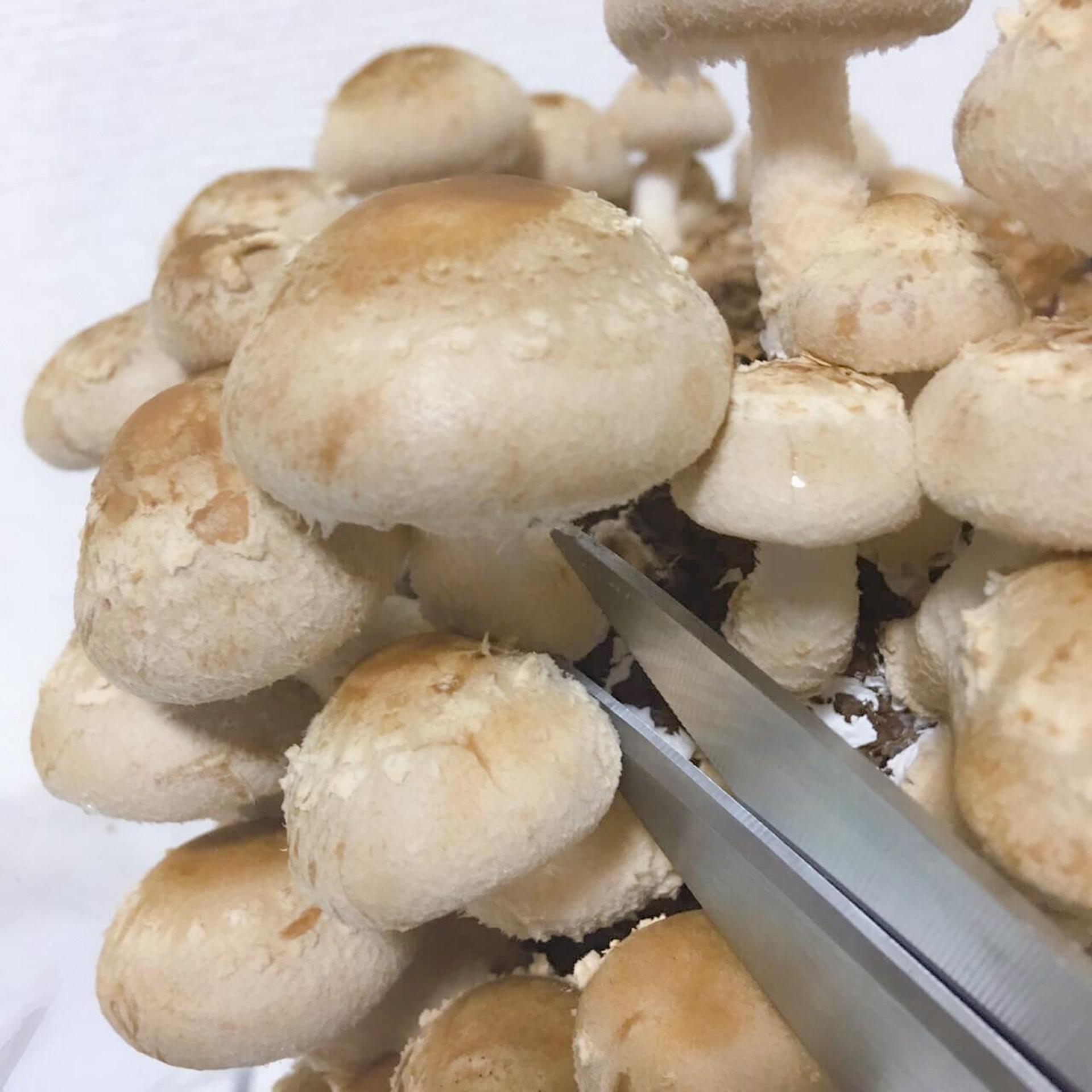 「もりのしいたけ農園」栽培記録。初心者でも100本採れました