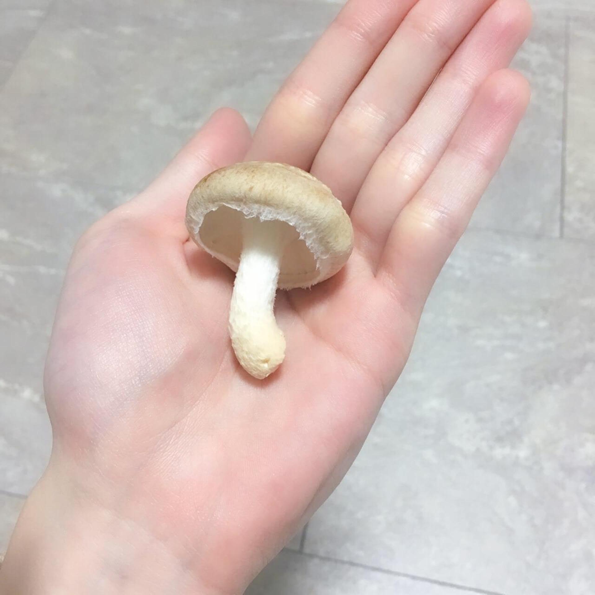 「もりのしいたけ農園」栽培記録。初心者でも100本採れました