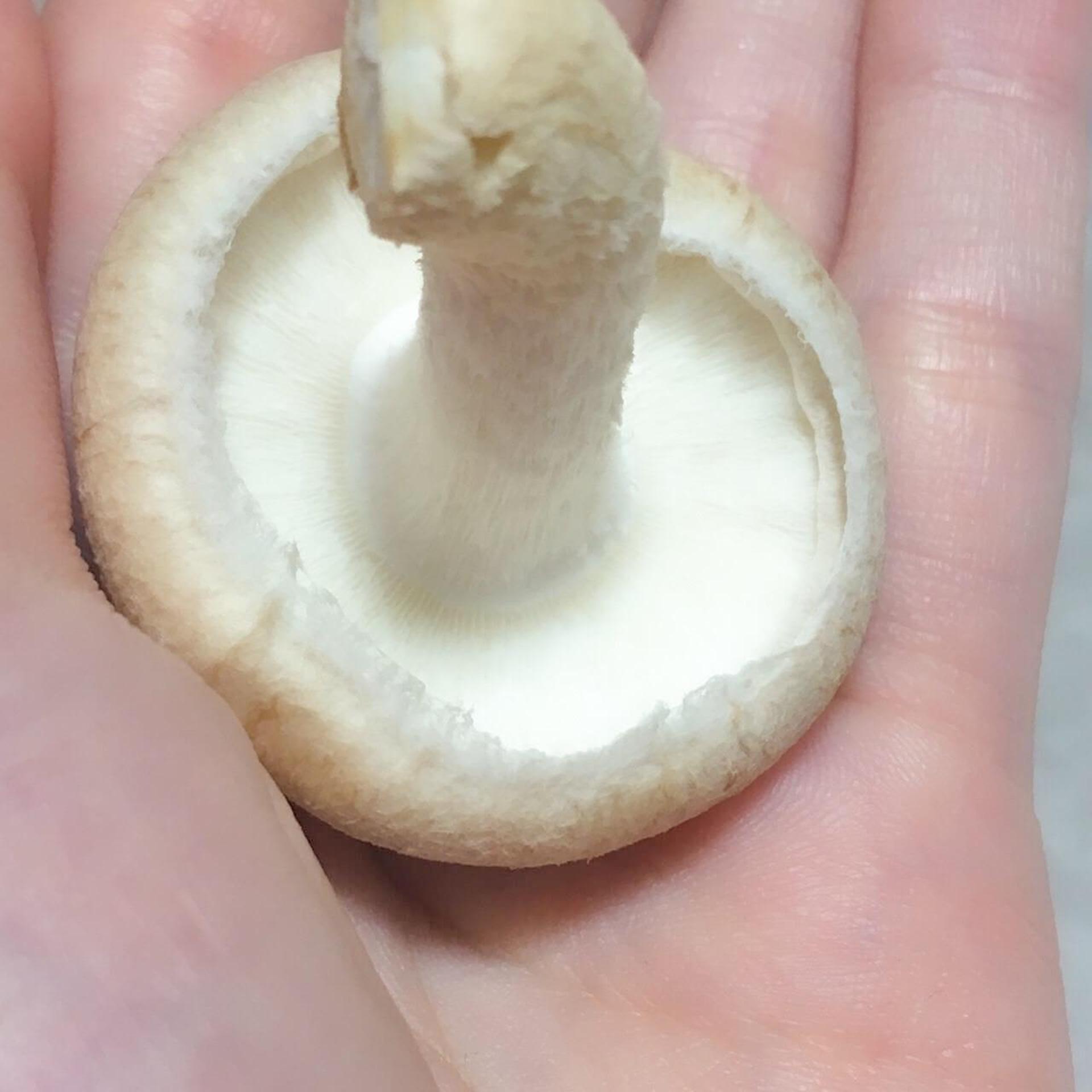 「もりのしいたけ農園」栽培記録。初心者でも100本採れました