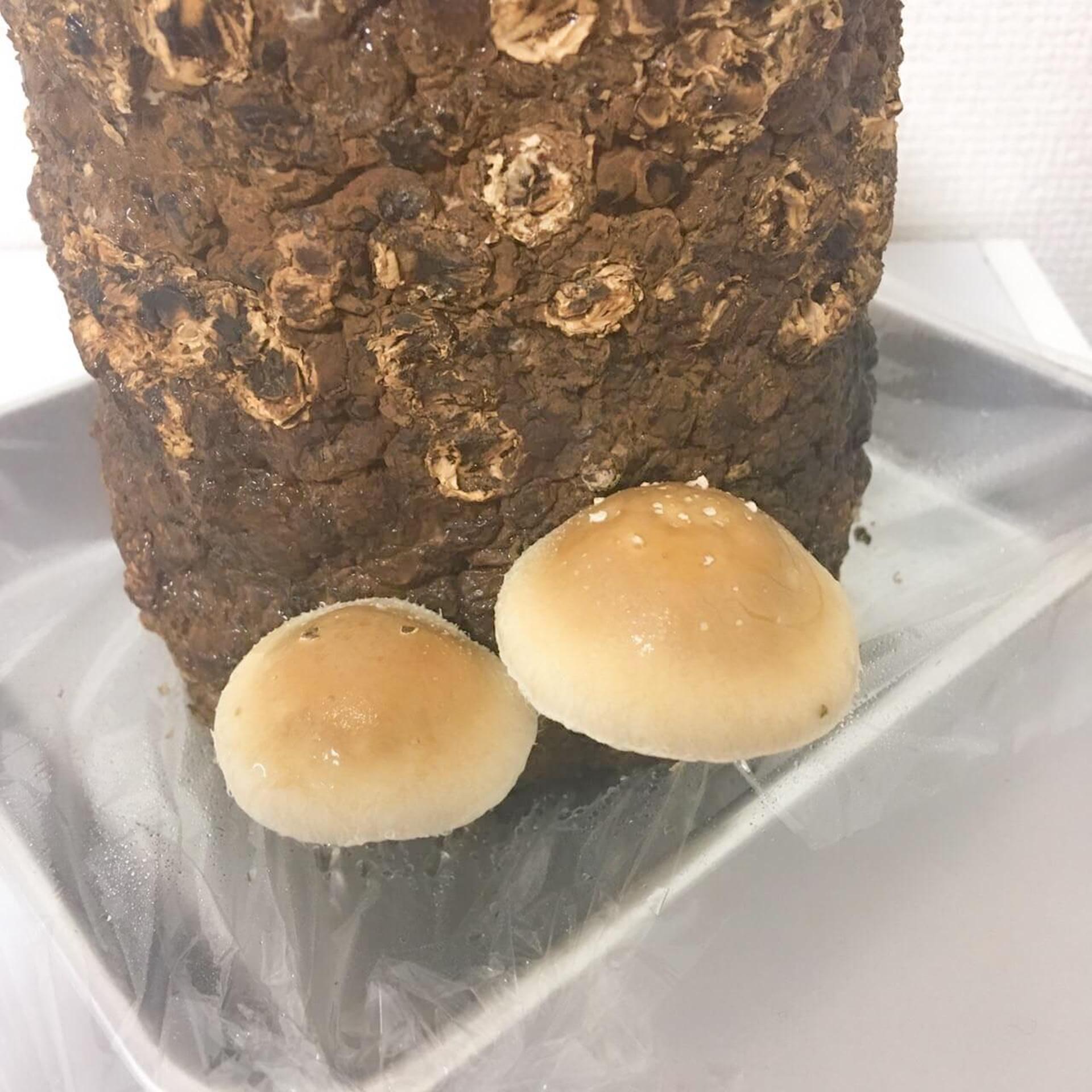 「もりのしいたけ農園」栽培記録。初心者でも100本採れました